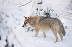 eurasian greywolf