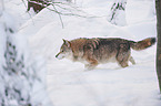 eurasian greywolf