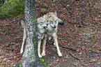 eurasian greywolves