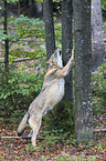eurasian greywolf
