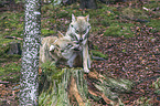 eurasian greywolves