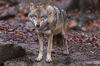 eurasian greywolf
