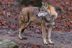 eurasian greywolf