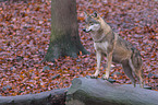 eurasian greywolf