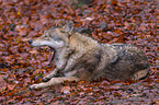 eurasian greywolf