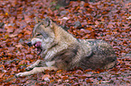 eurasian greywolf