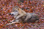 eurasian greywolf