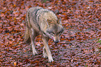 eurasian greywolf