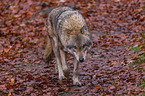 eurasian greywolf