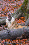 eurasian greywolf