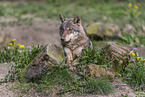 eurasian greywolf
