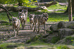 eurasian greywolves