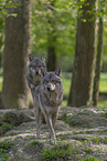 eurasian greywolves