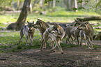 eurasian greywolves