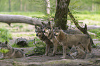 eurasian greywolves