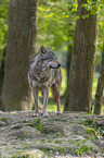 eurasian greywolf
