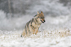 eurasian greywolf