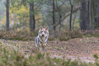 eurasian greywolf
