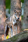 eurasian greywolf