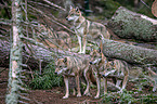 eurasian greywolves