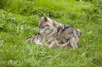 eurasian greywolves
