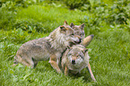 eurasian greywolves