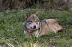 eurasian greywolf