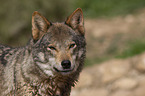 eurasian greywolf