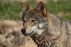 eurasian greywolf