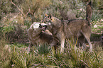 eurasian greywolves