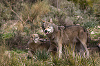 eurasian greywolves