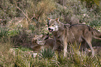 eurasian greywolves