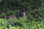 eurasian greywolf