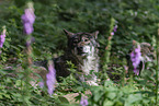 eurasian greywolves