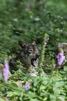 eurasian greywolves