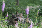 eurasian greywolves