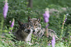 eurasian greywolves