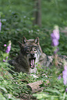 eurasian greywolves