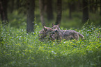 eurasian greywolves
