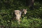 eurasian greywolf