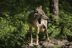 eurasian greywolf