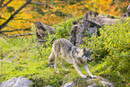 eurasian greywolf