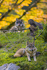 eurasian greywolves