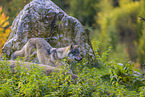 eurasian greywolf