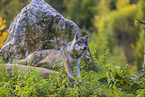 eurasian greywolf