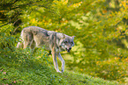 eurasian greywolf