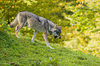 eurasian greywolf