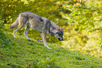 eurasian greywolf