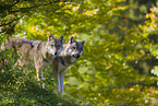 eurasian greywolves