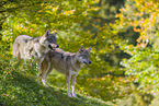 eurasian greywolves